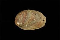 藏品(九孔螺)的圖片